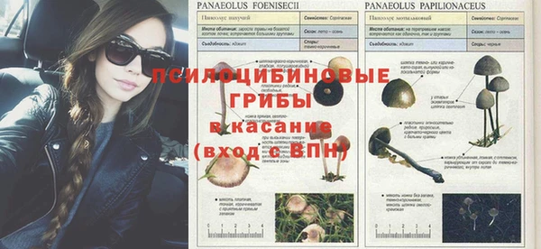 спиды Богданович